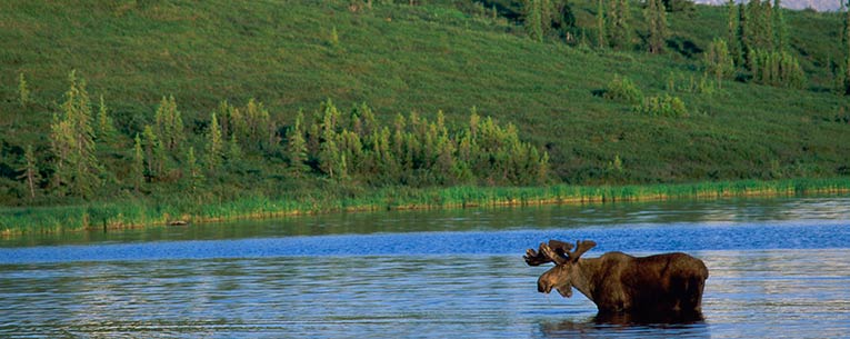 Allianz - National Park