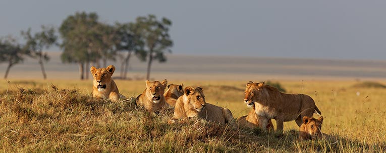 Serengeti Lions