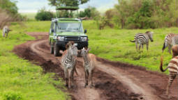 The Best Budget African Safaris for 50+ Travelers | Allianz Global