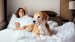 dog sitting on hotel bed