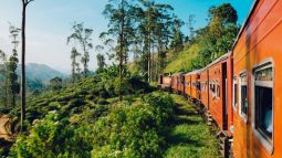 train ride through forest