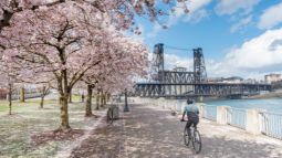 cherry blossoms in portland, oregon