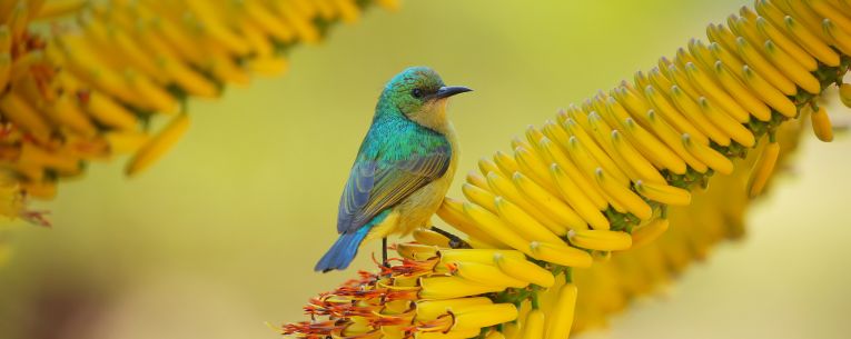 Allianz - Sunbird in Kruger National Park, South Africa