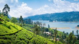 Tea Plantation near Nuwara Eliya, Sri Lanka